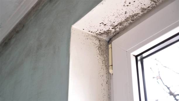 Best Emergency Mold Remediation  in Duboistown, PA