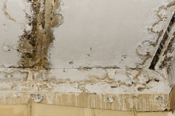 Professional Mold Inspection, Removal & Remediation in Duboistown, PA