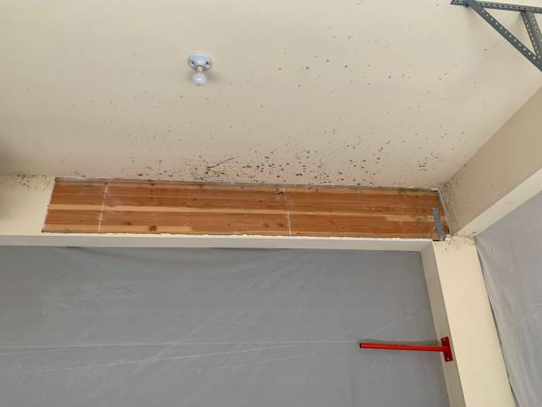 Best Crawl Space Mold Remediation  in Duboistown, PA