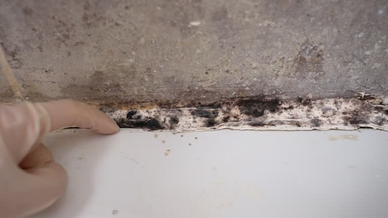 Best Mold Damage Restoration  in Duboistown, PA